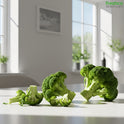 Broccoli - Freshco