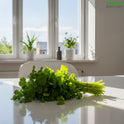 Coriander Bunch - Freshco